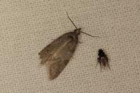 Cnephasia