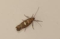 Acrolepiopsis assectella