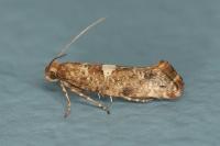 Acrolepiopsis assectella