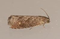 Grapholita molesta