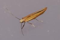 Zelleria hepariella
