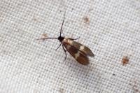 Cauchas fibulella