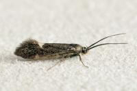 Esperia sulphurella