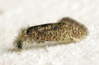 Dyseriocrania subpurpurella