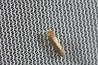 Nematopogon adansoniella