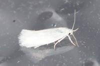 Elachista argentella