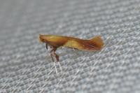 Caloptilia robustella