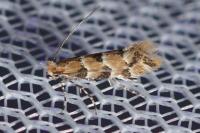 Phyllonorycter trifasciella