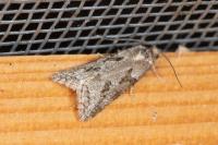 Cnephasia