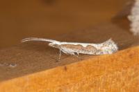 Plutella xylostella