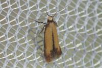Coptotriche marginea