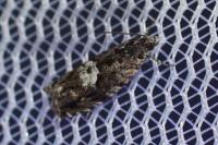 Pammene argyrana
