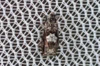 Pammene argyrana
