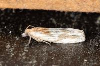 Eucosma