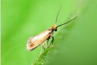 Micropterix calthella