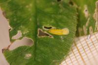 Parectopa ononidis