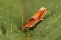 Ancylis mitterbacheriana