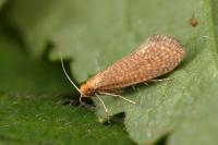 Nematopogon adansoniella