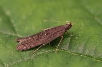 Neofaculta ericetella