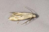 Elachista contaminatella