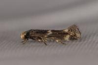 Elachista stabilella