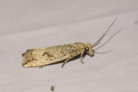 Bactra