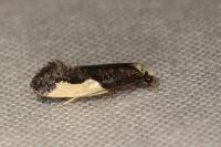 Monopis monachella