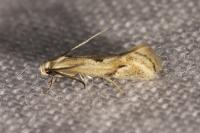 Elachista contaminatella
