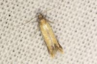 Coptotriche marginea