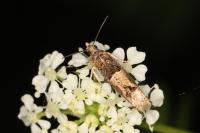 Crocidosema plebejana