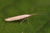Coleophora lineolea