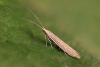 Coleophora lassella