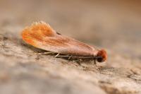 Tinea semifulvella
