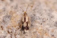 Stigmella trimaculella