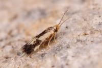 Stigmella trimaculella