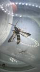 Paranthrene tabaniformis