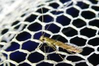 Acrocercops brongniardella