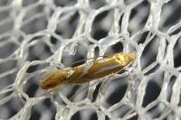 Phyllonorycter