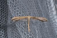 Emmelina monodactyla