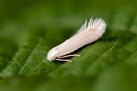 Opostega salaciella