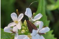 Cauchas rufimitrella