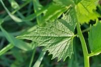 Cauchas rufimitrella