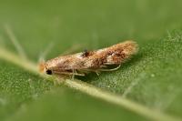 Bucculatrix ulmella