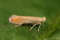 Phyllonorycter parisiella
