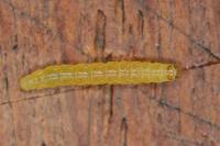 Agonopterix heracliana