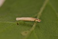 Coleophora follicularis