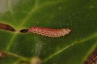Scrobipalpa ocellatella