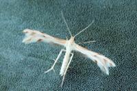 Wheeleria spilodactyla