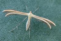 Merrifieldia leucodactyla