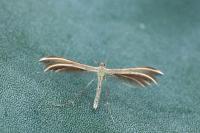 Merrifieldia leucodactyla
